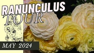 RANUNCULUS QUICKIE 2024