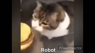 Here kitty you can has cheeseburger, but it's autotuned