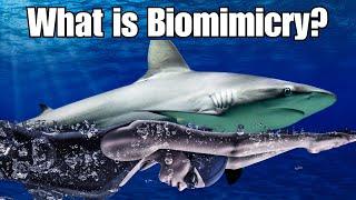 Biomimicry Examples: 10 Amazing Examples of Biomimicry