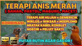  TERAPI ANIS MERAH DONGKRAK BIRAHI & EMOSI [UNTUK TROTOL, PASTOL, PASCA MABUNG & ANIS MERAH MACET]