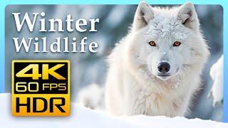 Incredible Winter Wildlife in 4K HDR 60 FPS ️ Winter Wonderland - Relaxing Music 4K TV Screensaver