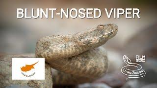 Blunt-nosed viper (Levantine viper) - a large venomous snake from Cyprus