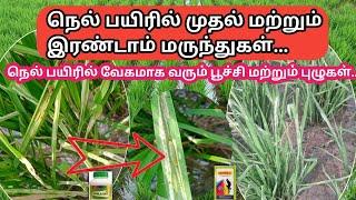 நெல் பயிரில் வேகமாக பரவிவரும் புழு, பூச்சி மேலாண்மை | Paddy pests and insects management