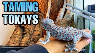 FEEDING MY TOKAY GECKOS | TAMING TOKAYS