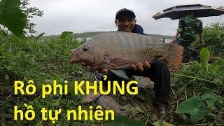 Chinh phục CÁ RÔ PHI KHỦNG tự nhiên mùa mưa bão | Câu đài | 23-9-2024