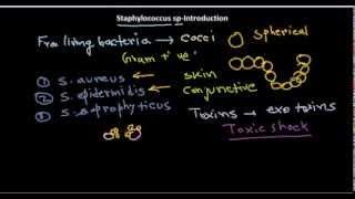 Staphylococus introduction