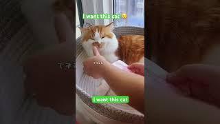 i also want this cat #cat #funny #funnyvideo #comedy #troll @pntroll05