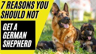 German Shepherd - 7 Reasons You Should NOT Get a German Shepherd