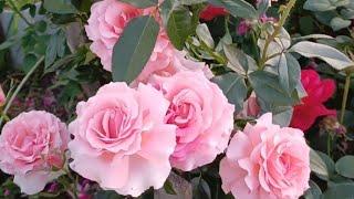 Цветные розы.🩷5 часть. Розовые...🩷🩷🩷Продолжение обзора сортов. #уральскиерозы#розовыерозы#розы