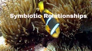 Symbiotic Relationships-Definition and Examples-Mutualism,Commensalism,Parasitism