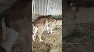 New born Kangeyam calf ️