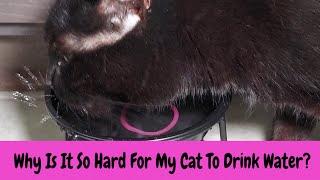 Why Is It So Hard For My Cat To Drink Water?
