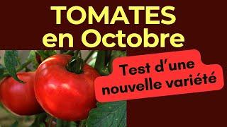 Tomates : essais sur la nouvelle variété de tomate sont plus que prometteurs