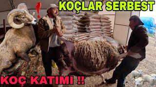 KOÇLAR İŞ BAŞINDA~KOYUNA KOÇLARI BIRAKTIK~OBEZ OLMUŞ ŞİŞMİŞLER~BOYNUZ BAKIMI