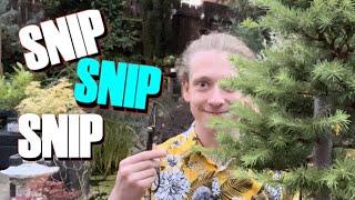 Giant Larch Bonsai, Epic Pruning: Witness the Summer Transformation!