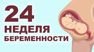 Что происходит с мамой и ребенком на 24 неделе беременности? 6 месяц беременности. Второй триместр.