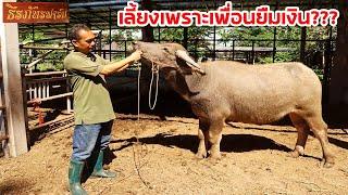 Visit a Thai buffalo farm at Teeraphat Farm, Sangkha District, Surin Province