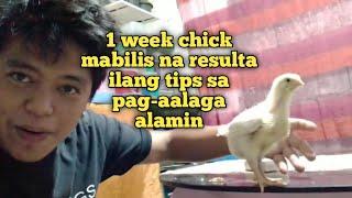 Gaano Kabilis Lumaki ang 45 Days na Sisiw