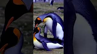 Penguins Mating Ritual