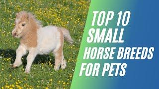 Top 10 Small Horse Breeds for YOU to Keep