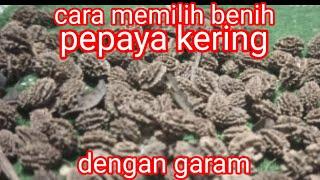 Tips.Cara memilih benih pepaya kering.