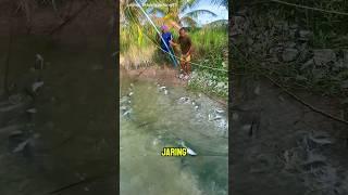 MENJARING IKAN DI KANAL PERKEBUNAN KELAPA #fishing #mancing #ajokoyen #shorts