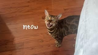 Bengal Cat has one of the Cutest Meows of All Times