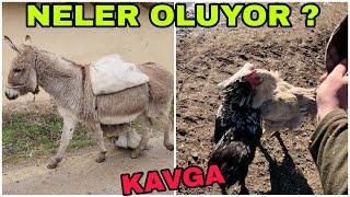 NELER OLUYOR!! KÖPEK TÜNEL KAZMAYA BAŞLAMIŞ~HAYVANLAR KAVGA EDİYOR~İKRA'NINKARNESİ