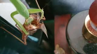 죽은 돼지여치를 먹는 왕사마귀 종령 Chinese Mantis L7 feeding on a dead Sedakovi's "Piggy" wart-biter Bushcricket