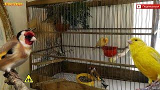 Гибридизация. Щегол - канарейка. Goldfinch - canary. Hybridization.