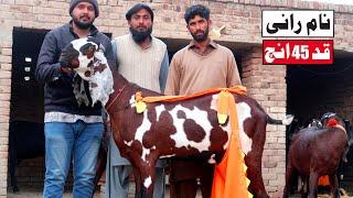 Rani With 45 Inches Height Biggest Beetal Goat In Sahiwal 2021