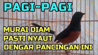 PAGI PAGI Murai DIAM Pasti Ikut Nyaut Dengar Pancingan Murai IniPASTI OKE