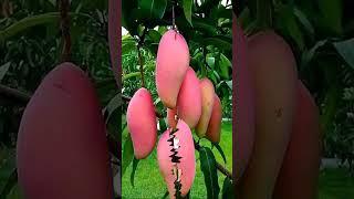 beautiful,pink  fruit mango/girl#short #trending #viralvideo #shortvideo #pinkfruitmangogirl