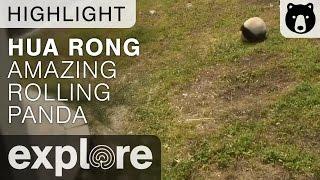 Meet Hua Rong The Amazing Rolling Panda - Live Cam Highlight