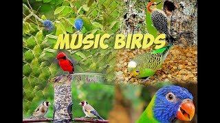 Relaxing Music Birds, Stress Relief, Meditation...