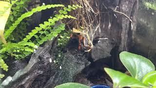 Oophaga Histrionica ‘Tado’ Feeding