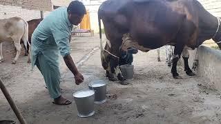 گرلینڈوchulstni friesian cross cow for sale on YouTube in Pakistan(03024029695/ 20 March 2023