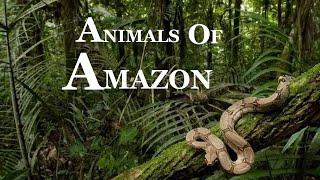 10 MOST DANGEROUS ANIMALS OF AMAZON RAINFORESTS!