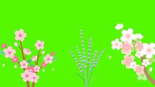 Beautiful Rose Copyright free || spring season background video effects || Rose | No copyright video