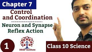 Chapter 7: Control and Coordination - 01 | Neuron | Synapses | Reflex action | Reflex arc | Class 10