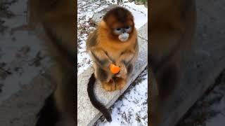 A Video OF a Golden Snub-Nosed Monkey Eating an Orange !!
