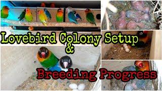 Lovebird Colony Setup |Breeding Progress | Rajdip Aviary