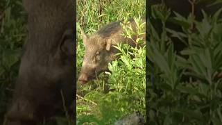 Berburu babi hutan besar pemakan singkong‼️wild boar hunting