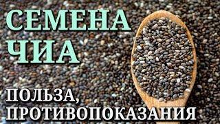 СЕМЕНА ЧИА. Состав, полезные свойства и противопоказания, как употреблять