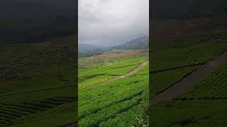 Kotagiri#india #trending #yt #travel #roadtrip #youtubeshorts #youtube #ytshorts #ytshortsindia #tea