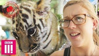 Tiger Selfies Exposed | Inside The Captive Tiger Industry