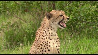 Cheetah Calls Brother | Kruger National Park