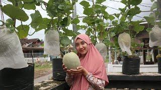 proses menanam melon di atas pagar dari biji hingga panen