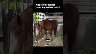 Aude's trailer journey to the ranch #shorts