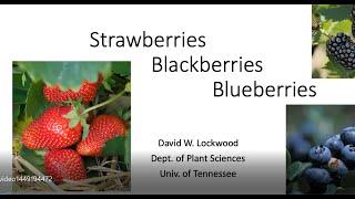Berry Production in Tennessee - Strawberries, Blackberries and Blueberries